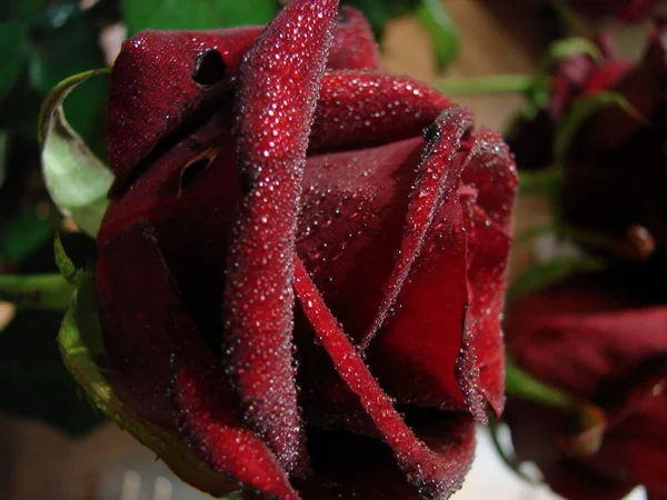 Red Rose Drops Drops Petals Red Rose Flowers Macro Photo — Stock Photo, Image