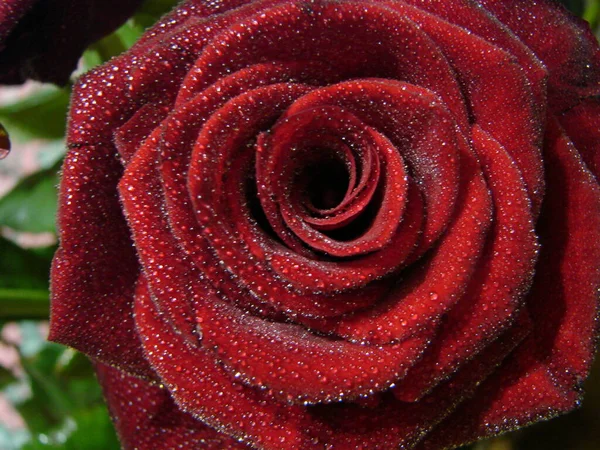 Rote Rose Mit Tropfen Tropfen Auf Die Blütenblätter Roter Rosenblüten — Stockfoto