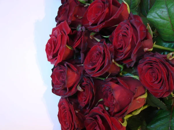 Фон Червоних Троянд Текстура Червоних Квітів Вид Зверху Червоні Троянди — стокове фото