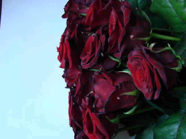 Červené Růže Pozadí Struktura Červených Květin Pohled Shora Červené Růže — Stock fotografie