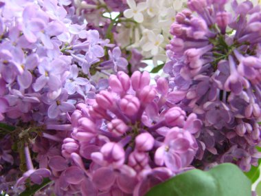 Mor leylak çiçekleri dalı, şırınga kabalığı. Zambak açan bitkiler mavi gökyüzüne karşı. Makro