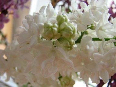 Yaygın bir şırınga, leylak, makro çalı, beyaz tarla. Taze çiçeklerle dolu bahar manzarası. Mavi gökyüzüne karşı beyaz çiçekli bitkiler. Sof odaklanma.