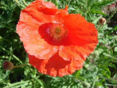 Arı ve Buğday Tarlalı Kırmızı Gelincik Çiçekleri. Poppy Papaver rhoeas ve Uçan Büyük Dünya Yaban Arısı