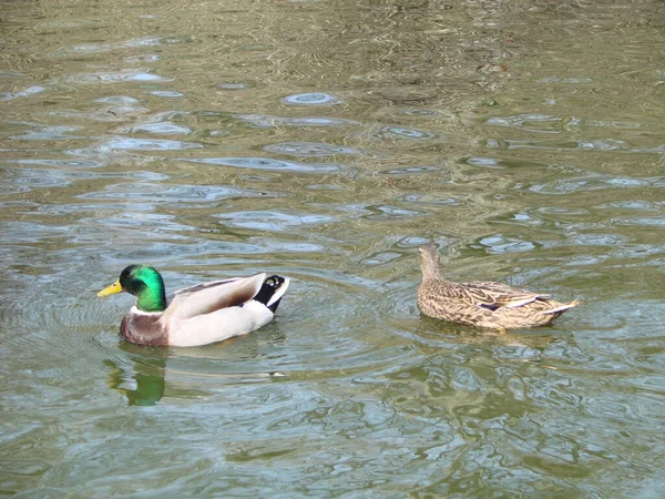 Pato Mallard Macho Fêmea Nadando Uma Lagoa Com Água Verde — Fotografia de Stock