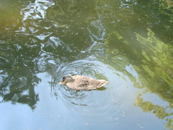 Anatra Reale Maschio Femmina Che Nuota Uno Stagno Con Acqua — Foto Stock