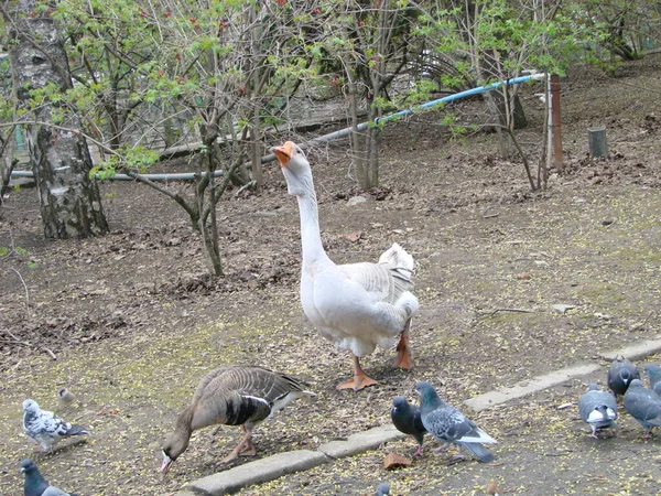 Pretty white goose domestic goose or Anser anser domesticus standing near pond and pigeons