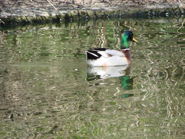 Pato Mallard Macho Fêmea Nadando Uma Lagoa Com Água Verde — Fotografia de Stock