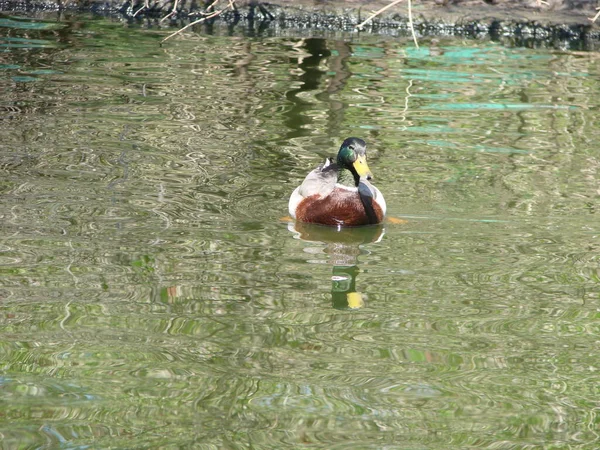 Чоловіча Жіноча Качка Плаває Ставку Зеленою Водою Шукаючи Їжу — стокове фото