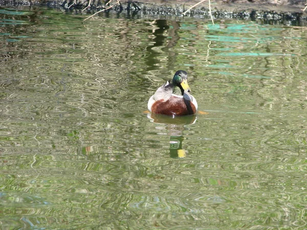 Canard Colvert Mâle Femelle Nageant Sur Étang Avec Eau Verte — Photo