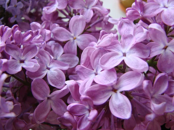 Branch Purple Lilac Flowers Syringa Vulgaris Lily Blooming Plants Background — Stock Photo, Image