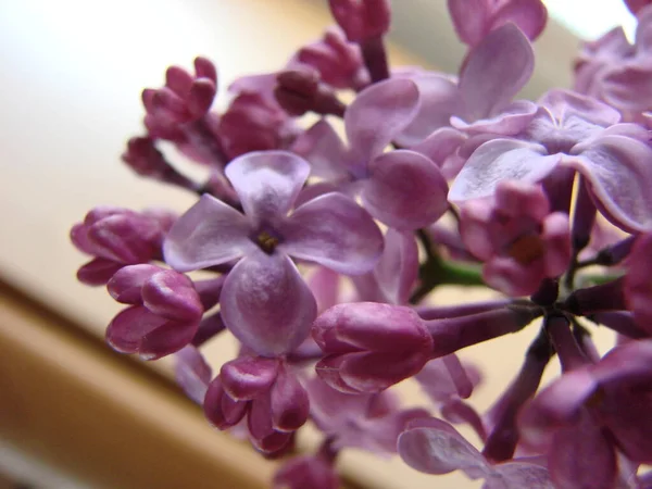 Branch Purple Lilac Flowers Syringa Vulgaris Lily Blooming Plants Background — Stock Photo, Image