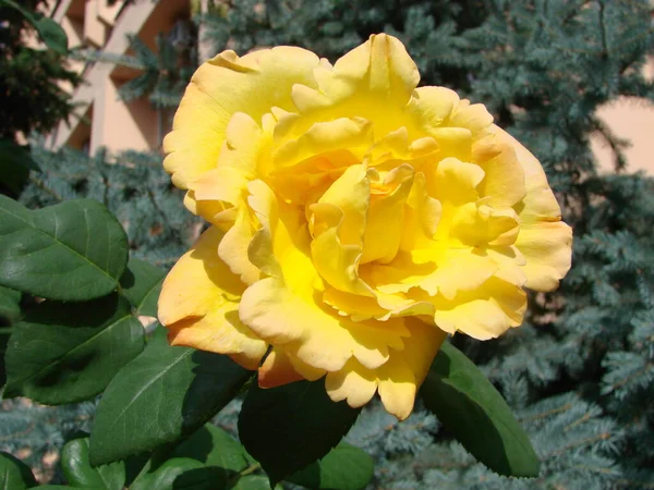 Roses Jaunes Sur Fond Vert Par Une Journée Ensoleillée Dans — Photo