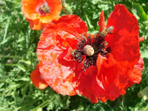 Röda Vallmo Blommor Med Bin Och Vetefält Bakgrunden Vanliga Vallmo — Stockfoto