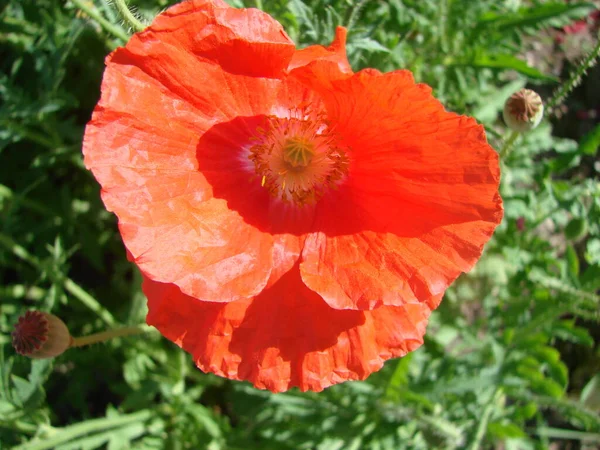 Red Poppy Flowers Bee Wheat Fields Background Poppy Papaver Rhoeas — стокове фото