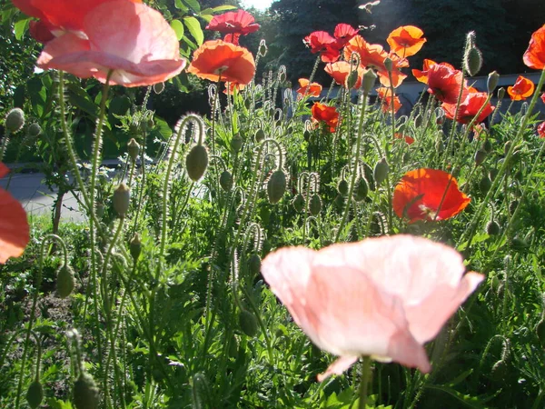 Выращивается Деталь Цветущего Опийного Мака Латинском Papaver Somniferum Макового Поля — стоковое фото