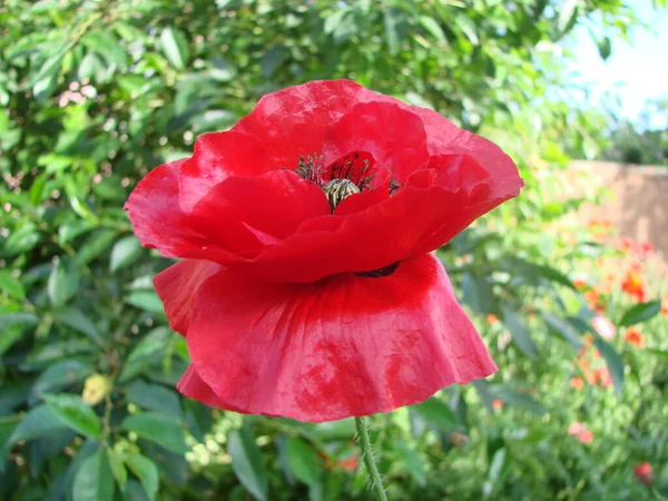 背景には ミツバチやコムギの畑がある赤いポピーの花 一般的なポピー パパバー ロシアと空飛ぶ大地バンブルビー — ストック写真