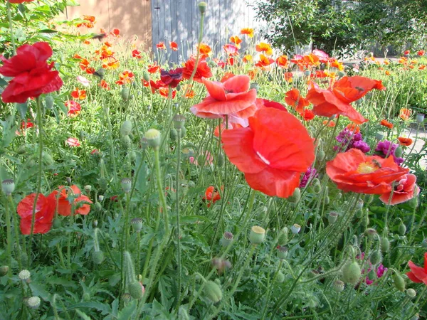 Blumen Roter Mohn Blüht Auf Wildem Feld Weiches Licht Natürliche — Stockfoto