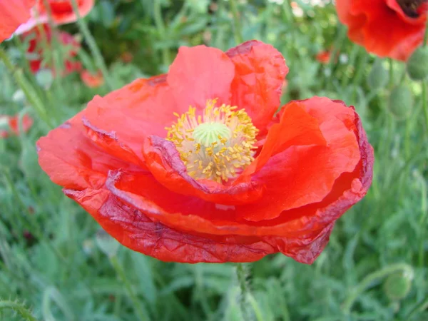 Terry Vermelho Rosa Papoula Laranja Flores Close Campo Selvagem Ópio — Fotografia de Stock