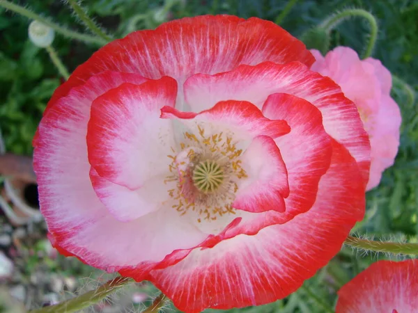 Terry Vermelho Rosa Papoula Laranja Flores Close Campo Selvagem Ópio — Fotografia de Stock