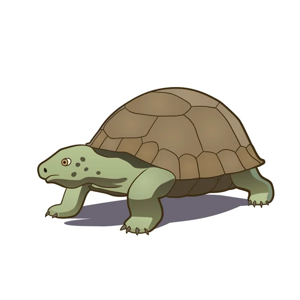 Tortuga — Vector de stock