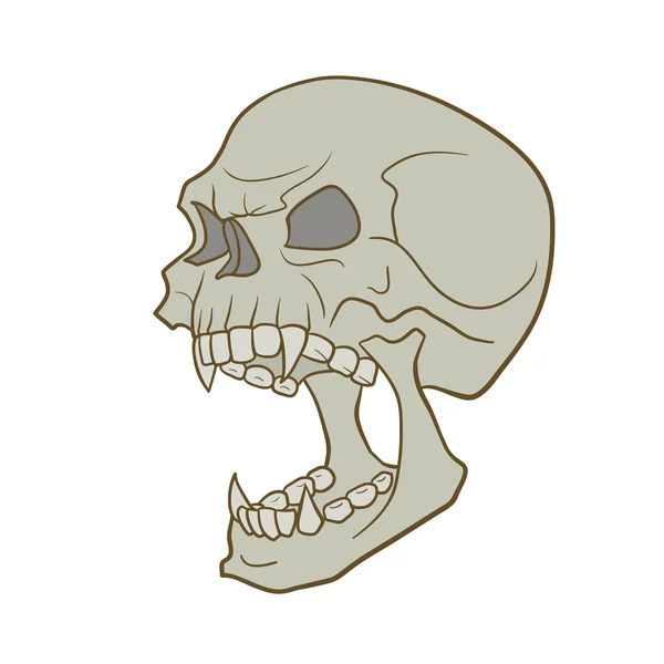Skull — Stock Vector