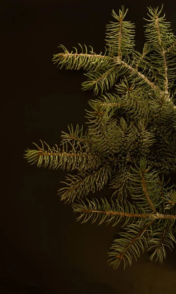 Siyah arka planda izole edilmiş Noel ağacı. Koyu ağaç