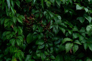 Yeşil yapraklı arka plan, doğal arka plan ve duvar kağıdı. Zıpla