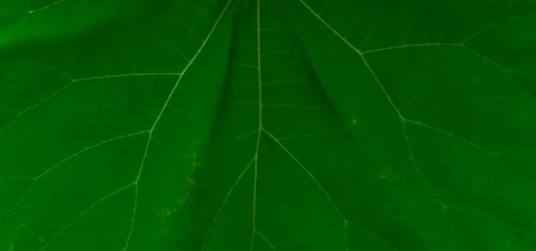 Green Plant Texture Piece Large Leaf Background — Stock Photo, Image