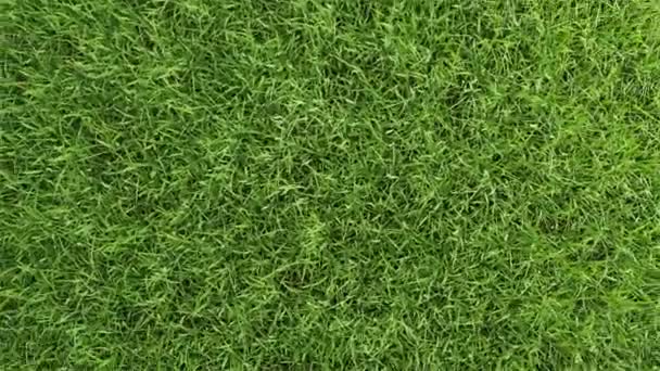 シームレスなループ回転移動カメラアングルの背景と美しい緑の芝生の中庭の空中ビュー 環境と生態学の概念 外の自然シーン 4Kモーショングラフィックス映像 — ストック動画