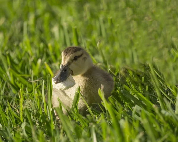 Patos de bebé recién nacidos — Foto de Stock