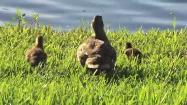 Annem ve onun ördek yavrusu