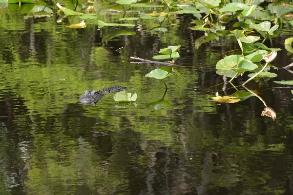 Алігатор у болоті — стокове фото