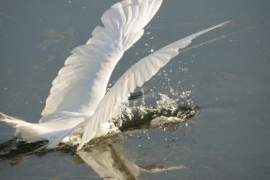 Büyük beyaz ak balıkçıl avcılık