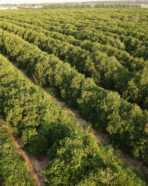 Yeşil Florida tarım