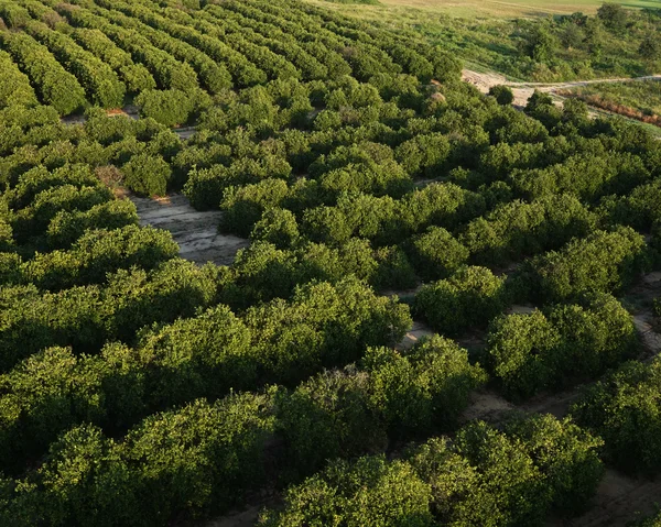 Groene Florida landbouw — Stockfoto