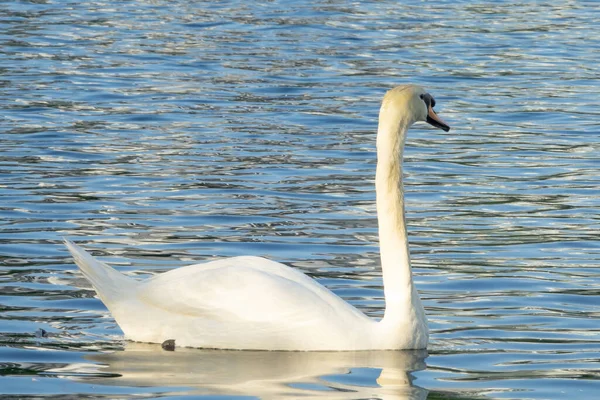 Hermoso Cisne Blanco Lago Temprano Mañana —  Fotos de Stock