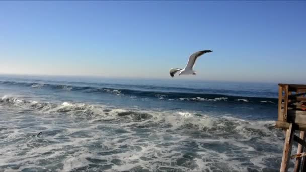 冲浪板 — 图库视频影像