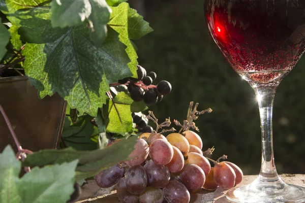 Parlak kırmızı şarap — Stok fotoğraf