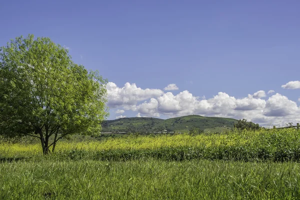 Wolkenhimmel und Wiese — Stockfoto