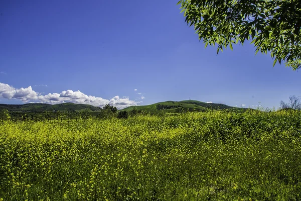 云的天空和草地 — 图库照片