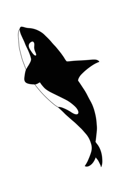 Cartoon Orca Disegno Illustrazione Balena Assassina — Foto Stock