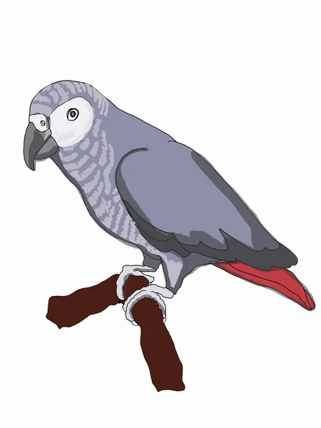 Papoušek Šedý Jaco Ilustrační Kresba — Stock fotografie