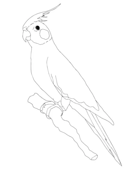 Karikatura Africký Papoušek Ilustrace Zbarvení — Stock fotografie