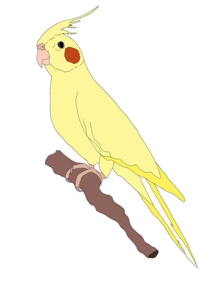 Cartoon Lutino Yellow African Parrot Illustration — Stock Photo, Image