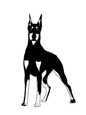 Doberman, pinscher, gerçekçi çizim, izole edilmiş. Siyah beyaz renkler.