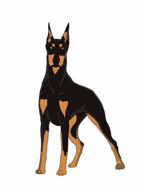 Doberman, pinscher, gerçekçi çizim, izole edilmiş.