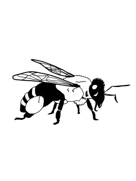 Ρεαλιστικά Άγρια Και Μέλισσα Μέλισσα Mel Πιθήκους — Φωτογραφία Αρχείου
