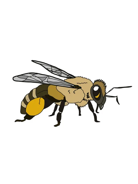 Realistic Wild Honey Bee Mel Apes — Zdjęcie stockowe
