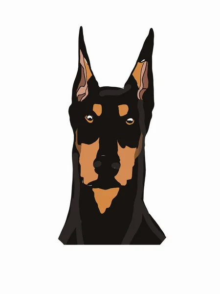 Doberman Pinscher Realista Fej Rajz Elszigetelt — Stock Fotó