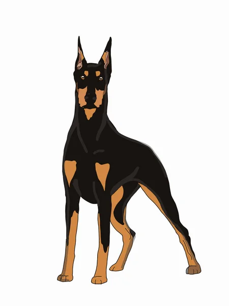 Doberman, pinscher, gerçekçi çizim, izole edilmiş.